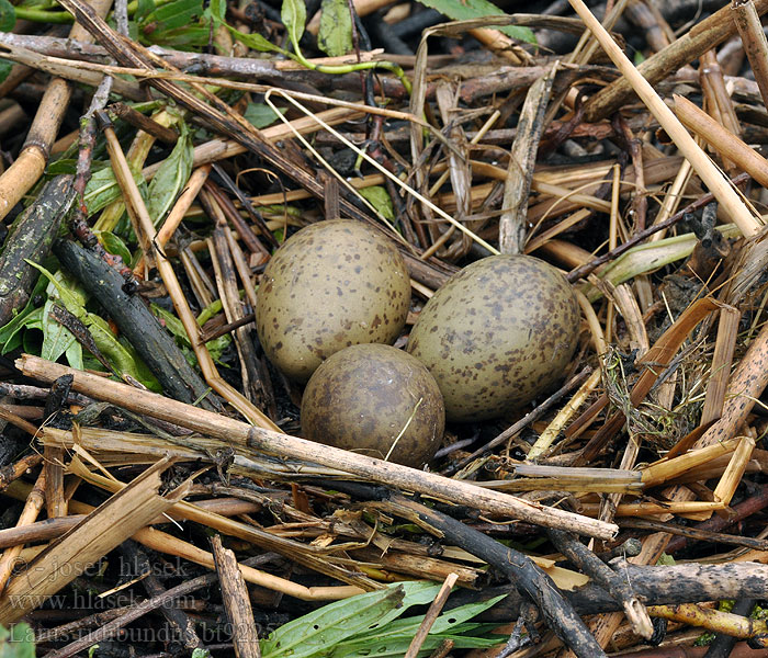 Larus ridibundus Gaviota Reidora