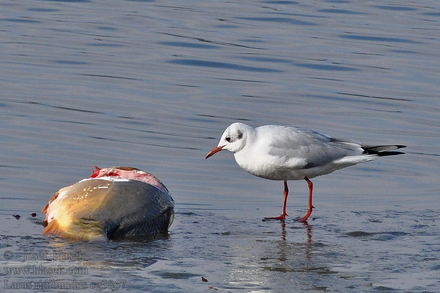 Gaviota Reidora Racek chechtavý Larus ridibundus