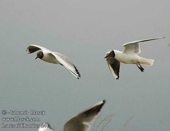 Larus ridibundus d41