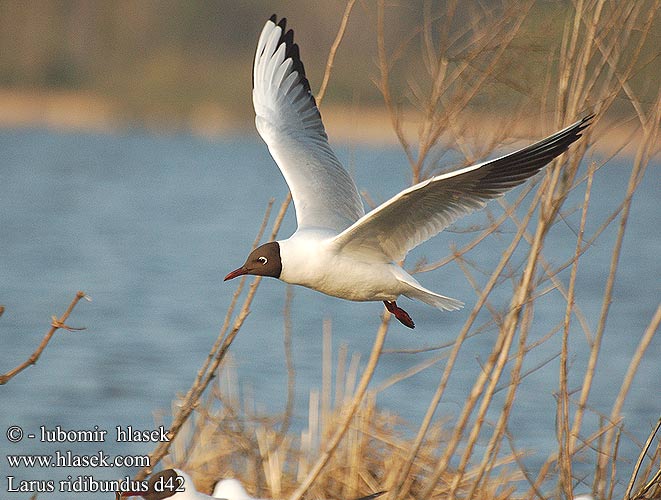 Black-headed Gull Lachmöwe Mouette rieuse Gaviota Reidora Racek chechtavý Hættemåge Kokmeeuw Naurulokki Gabbiano comune Hettemåke Skrattmås Озерная чайка Mewa śmieszka Dankasirály Čajka smejivá Guincho comum Obični galeb Lielais Kiris Naerukajakas 紅嘴鷗 ユリカモメ النورس أسود الرأس 붉은부리갈매기 Καστανοκέφαλος Γλάρος Guincho-comum Звичайний мартин Swartkopmeeu Karabağ martı שחף אגמים Larus ridibundus