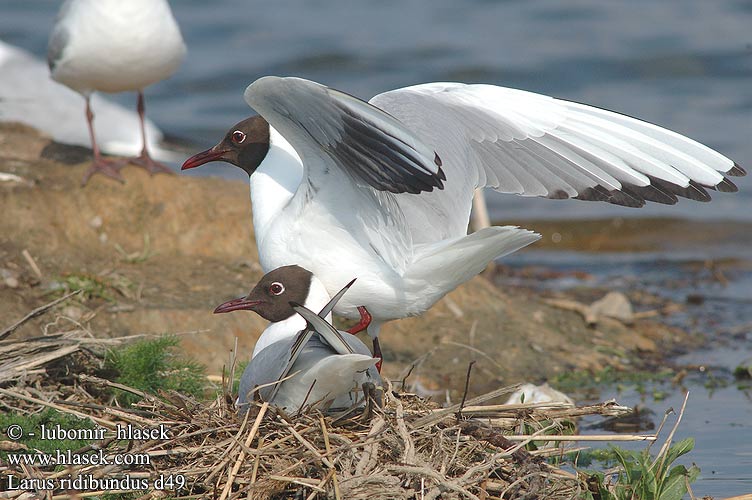 Larus ridibundus d49