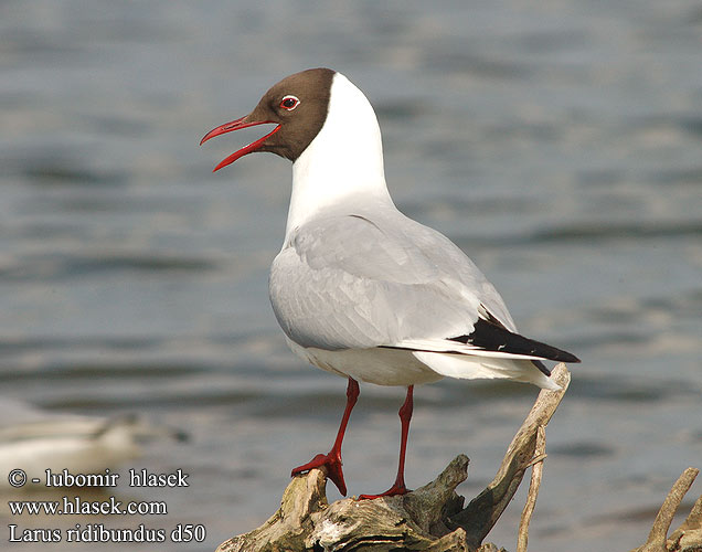 Larus ridibundus d50