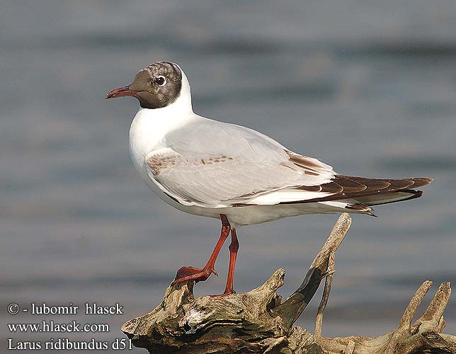 Larus ridibundus d51