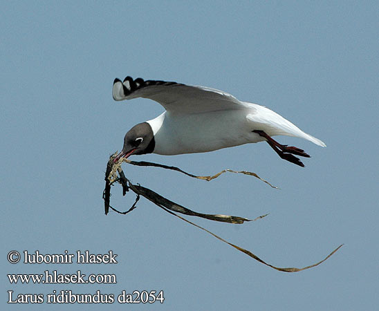 Larus ridibundus da2054