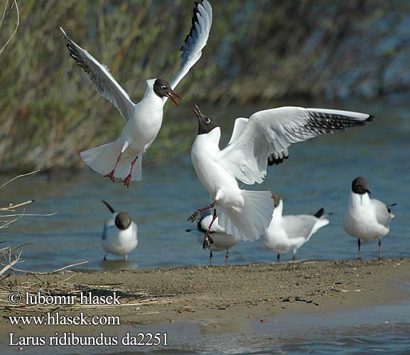 Larus ridibundus da2251