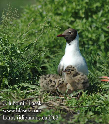 Larus ridibundus da5562