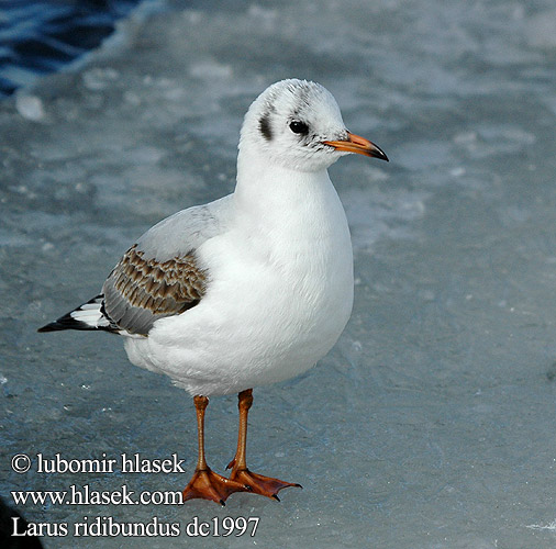 Larus ridibundus dc1997