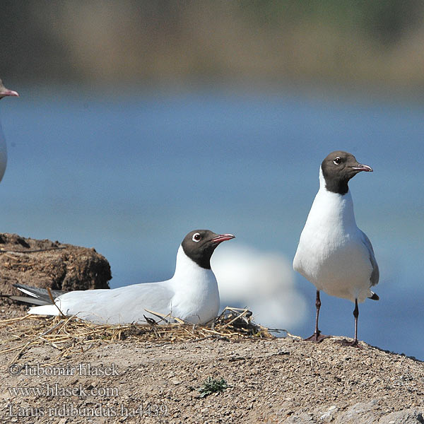 Larus ridibundus Racek chechtavý Hættemåge Kokmeeuw Naurulokki Gabbiano comune Hettemåke Skrattmås Озерная чайка Mewa śmieszka Dankasirály Čajka smejivá Guincho comum Obični galeb Lielais Kiris Naerukajakas 紅嘴鷗 ユリカモメ النورس أسود الرأس 붉은부리갈매기 Καστανοκέφαλος Γλάρος Guincho-comum Звичайний мартин Swartkopmeeu Karabağ martı שחף אגמים Black-headed Gull Lachmöwe Mouette rieuse Gaviota Reidora