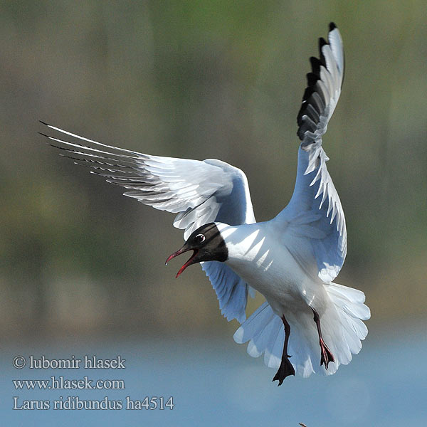 Larus ridibundus ha4514