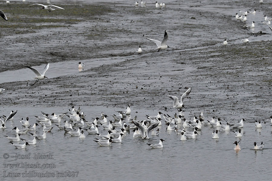 Black-headed Gull Lachmöwe Mouette rieuse Larus ridibundus