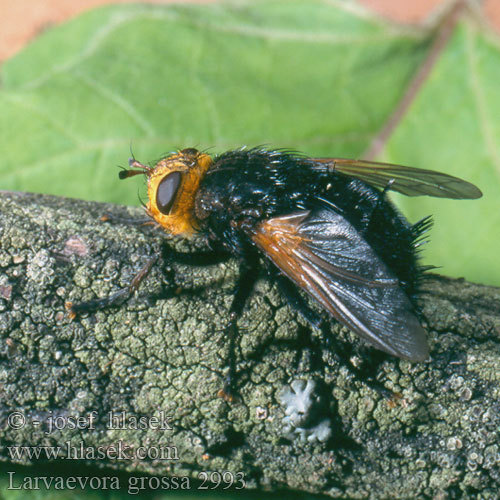 Tachinaire corpulente Stekelsluipvlieg Large black fly with yellow head Rączyca wielka Große Raupenfliege Stor snylteflue Ежемуха большая Тахина Mosca parásita Tachina grossa Musca Larvaevora Kuklice největší Kæmpefluen Harald