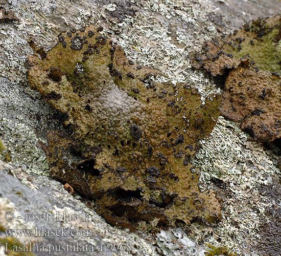 Lasallia pustulata Umbilicaria Pupkovka puchýřnatá Rock Tripe