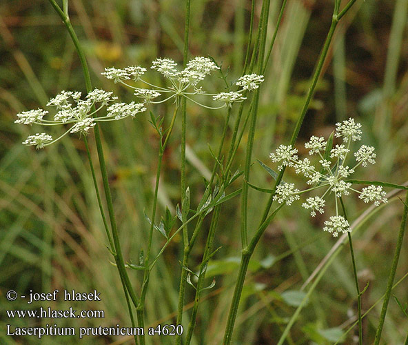 Laserpitium prutenicum Preussisches Laserkraut