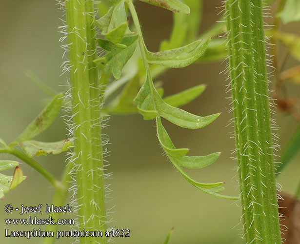 Laserpitium prutenicum Tysk foldfro Laser Prusse