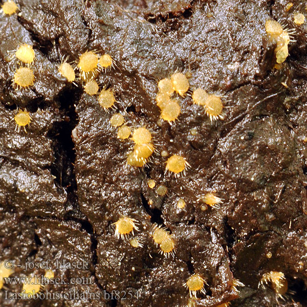 Borstiger Kotling Pilovník brvitý Lasiobolus ciliatus Ascobolus Brvník štětinkatý