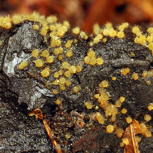 Pilovník brvitý Lasiobolus ciliatus Ascobolus Brvník štětinkatý Borstiger Kotling