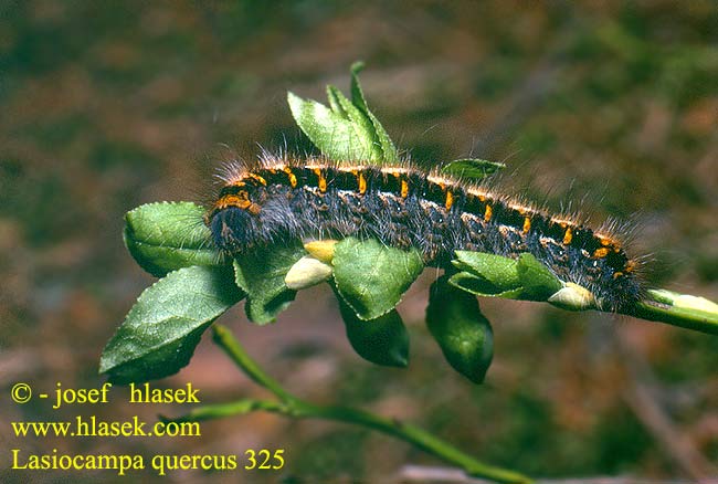 Lasiocampa quercus Oak Eggar Tammikehrääjä Barczatka dębówka Bombyx Chęne Hageheld Egespinder Quittenvogel Eichenspinner Großer Bourovec dubový Lasiocampa Roble Ekspinnare Коконопряд дубовый Tammekedrik Tölgyfa-pohók Ąžuolinis verpikas Eikespinner Priadkovec dubový