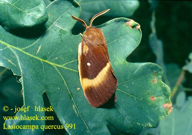 Bombyx Chęne Hageheld Egespinder Quittenvogel Eichenspinner Großer Bourovec dubový Lasiocampa Roble Ekspinnare Коконопряд дубовый Tammekedrik Tölgyfa-pohók Ąžuolinis verpikas Eikespinner Priadkovec dubový Lasiocampa quercus Oak Eggar Tammikehrääjä Barczatka dębówka