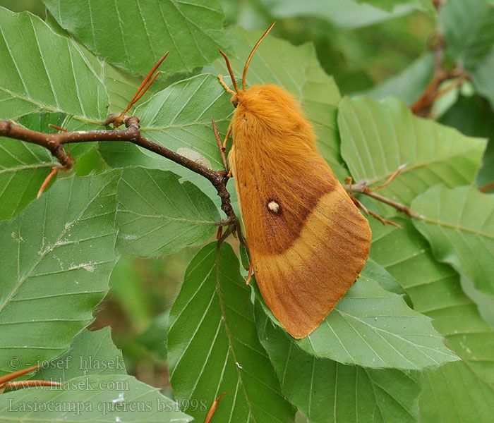 Lasiocampa quercus Hageheld Egespinder Bourovec dubový