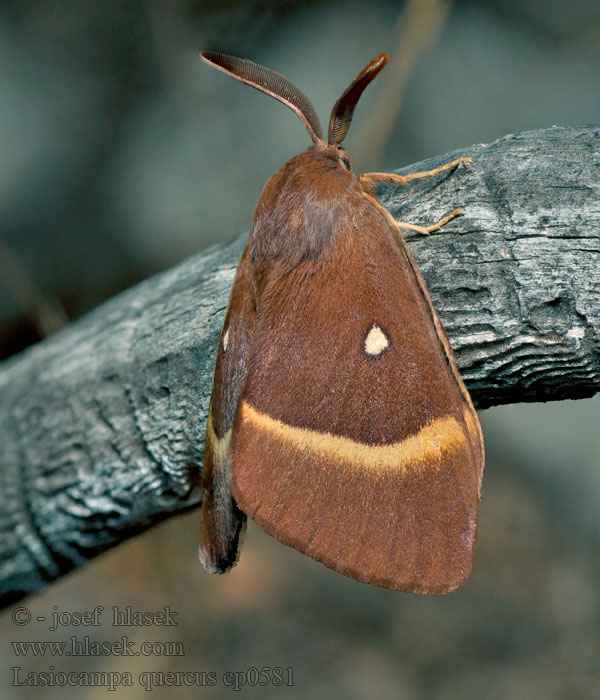 Bourovec dubový Lasiocampa quercus