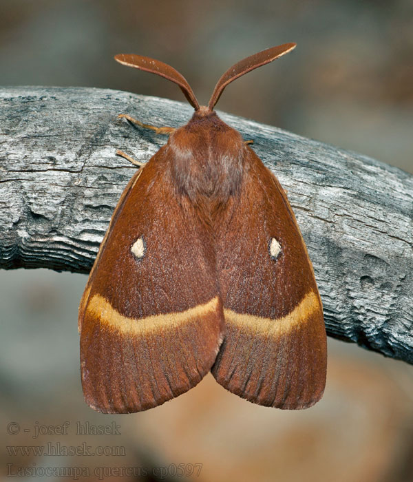 Barczatka dębówka Lasiocampa quercus