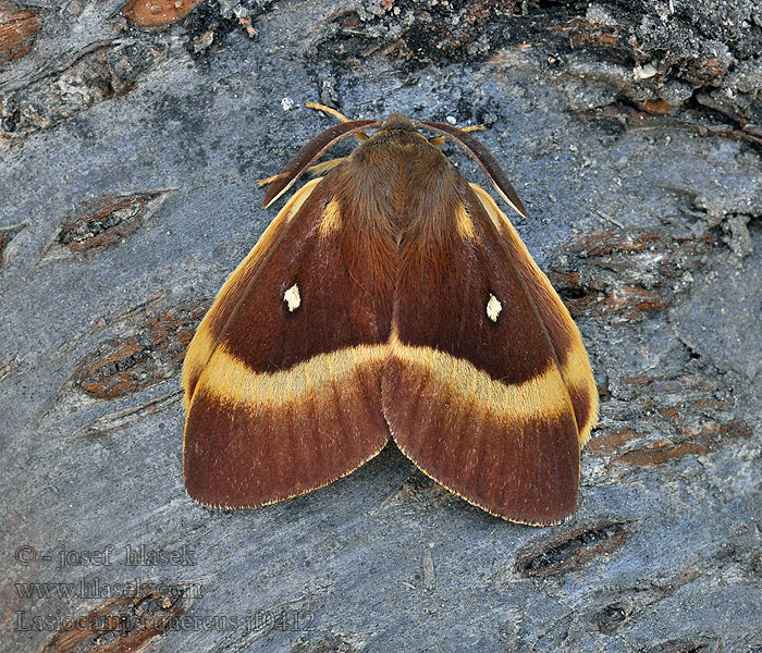 Lasiocampa quercus