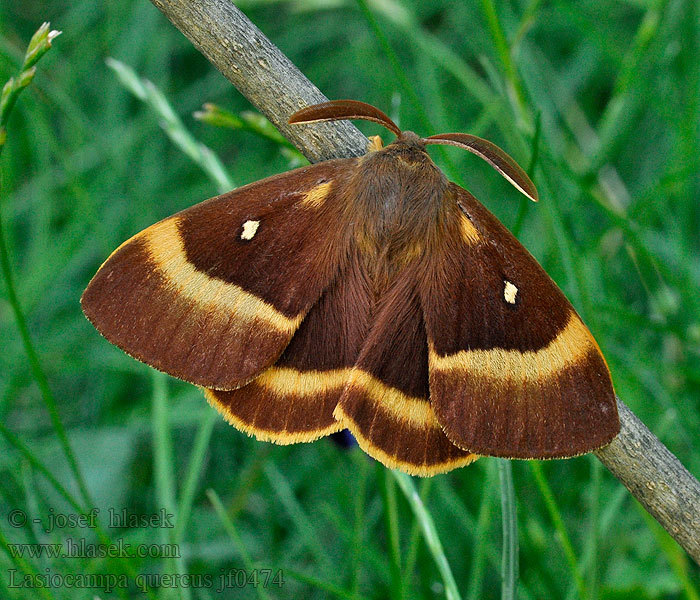 Bourovec dubový Lasiocampa quercus