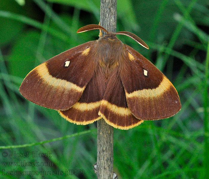 Eichenspinner Großer Lasiocampa quercus