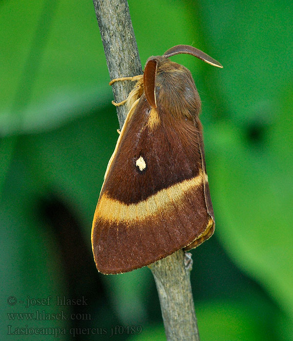 Hageheld Egespinder Quittenvogel Lasiocampa quercus