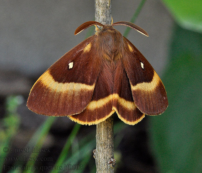 Oak Eggar Tammikehrääjä Lasiocampa quercus