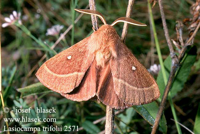 Lasiocampa trifolii Grass Eggar Apilakehrääjä Kleespinner