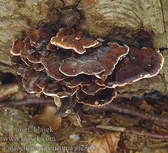 Lasiochlaena benzoina Polyporus benzoinus Trametes Ischnoderma benzoinum Smrekova irhovka Smolokorka pryskyřičná Polypore benjoin Schwarzgebänderter Harzporling Teervlekkenzwam Смолистый трутовик