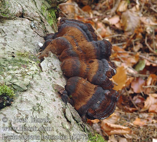 Lasiochlaena benzoina Schwarzgebänderter Harzporling Teervlekkenzwam Смолистый трутовик Polyporus benzoinus Trametes Ischnoderma benzoinum Smrekova irhovka Smolokorka pryskyřičná Polypore benjoin