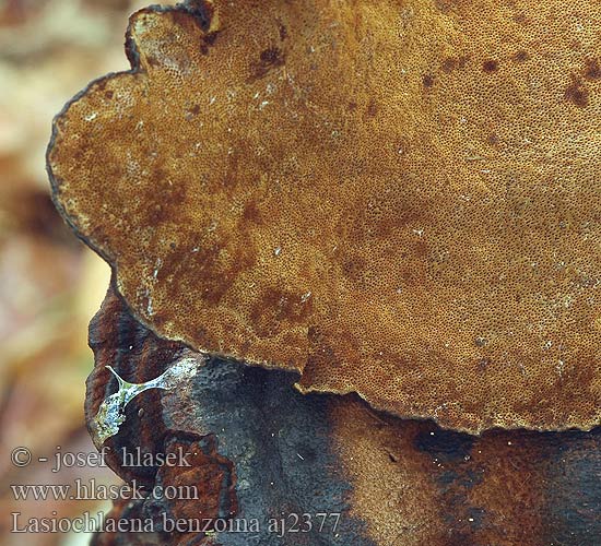 Lasiochlaena benzoina Смолистый трутовик Polyporus benzoinus Trametes Ischnoderma benzoinum Smrekova irhovka Smolokorka pryskyřičná Polypore benjoin Schwarzgebänderter Harzporling Teervlekkenzwam