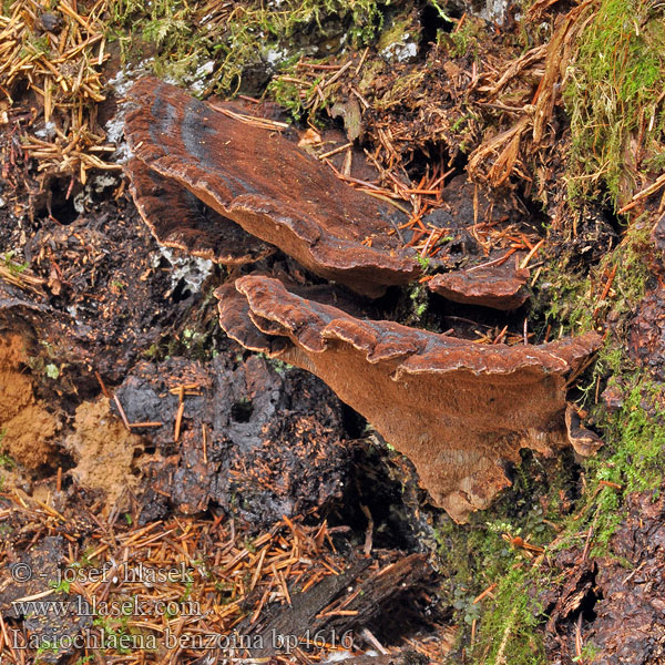 Smolokorka pryskyřičná Polypore benjoin Schwarzgebänderter Harzporling