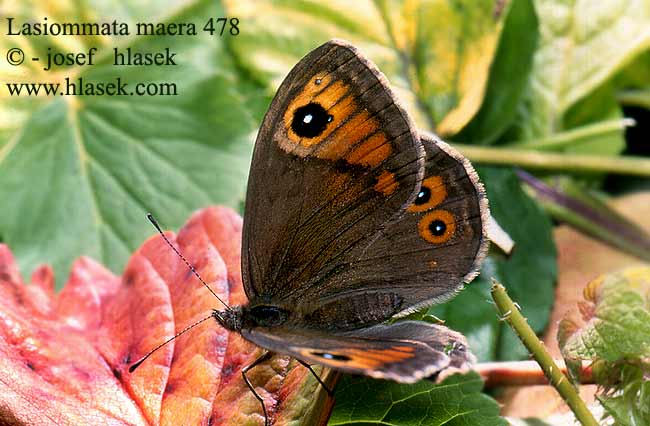 Lasiommata maera Large Wall Brown Némusien Ariane