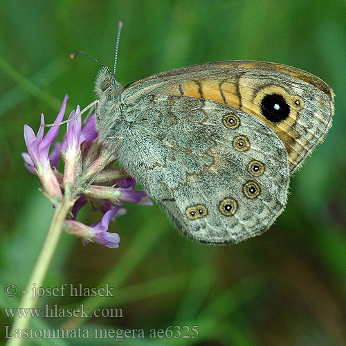 Lasiommata megera Wall Brown Satyre Mégere Vörös szemeslepke