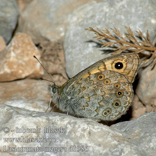 Wall Brown Satyre Mégere Vörös szemeslepke Mauerfuchs