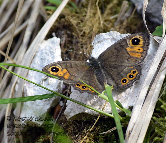 Lasiommata petropolitana Gorgone