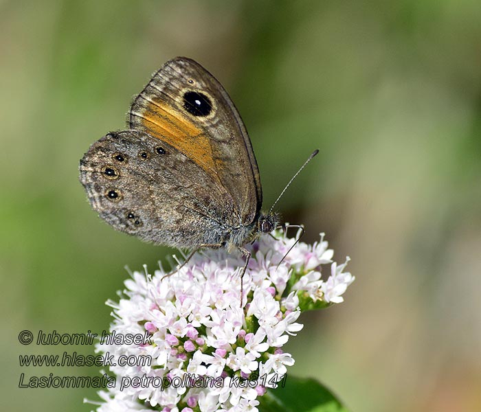 Lasiommata petropolitana Braunscheckauge