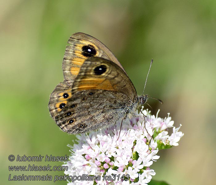 Lasiommata petropolitana Osadnik petropolitana