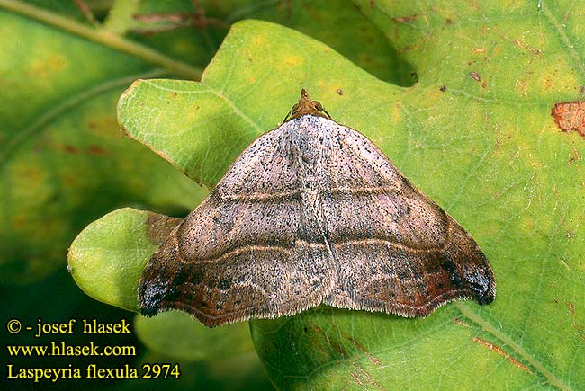 Laspeyria flexula Beautiful Hook-tip Csipkés zuzmóbagoly