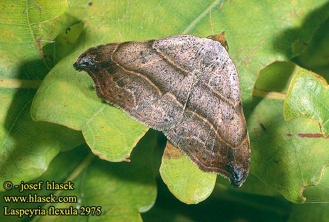 Laspeyria flexula Flechteneule Sichel-Eule Stružkavec lišajníkový