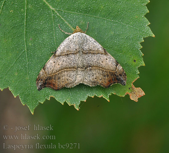 Csipkés zuzmóbagoly Flechteneule Sichel-Eule Nadelwald-Flechteneule