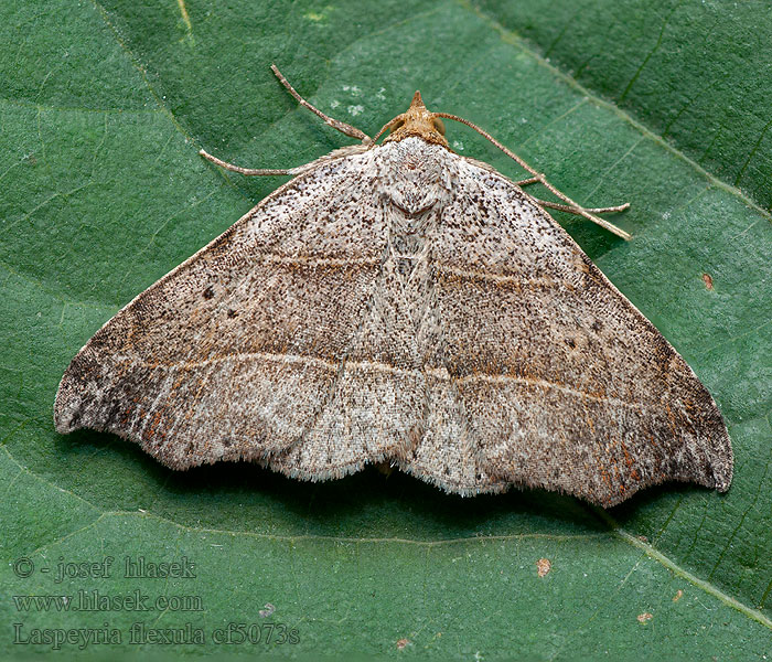 Beautiful Hook-tip Laspeyria flexula