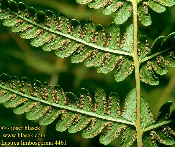 Lastrea limbosperma Sweet mountain Lemon-scented fern Bjerg-mangelov