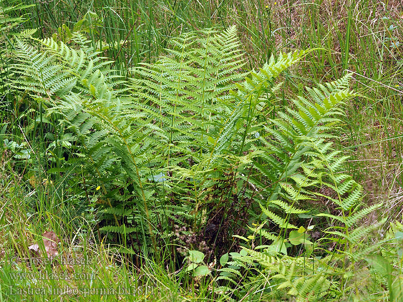 Lastrea limbosperma Berg-Lappenfarn