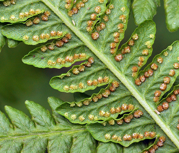 Lastrea limbosperma Thelypteris Dryopteris montana Oreopteris