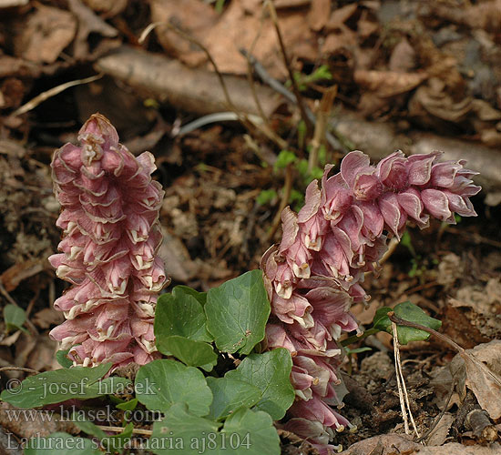 Lathraea squamaria Toothwort Skælrod Suomukka Lathrée écailleuse