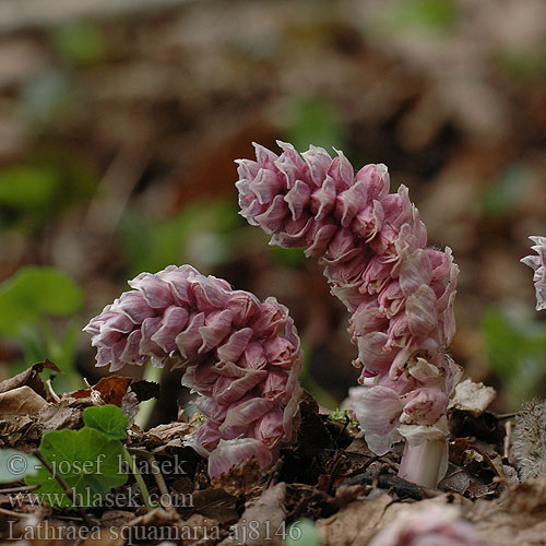 Mama-Pădurii Петрів хрест лускатий Lathraea squamaria Toothwort